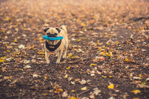 dog lover pet