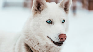 dog lovers pets