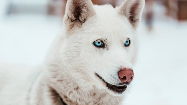 dog lovers pets